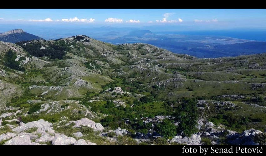 lisinj seno