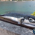 napuhacca