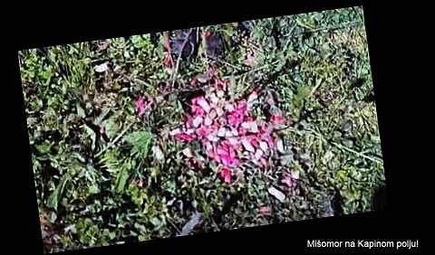 misomor