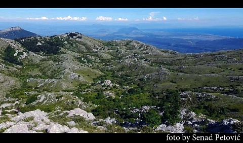 lisinj seno